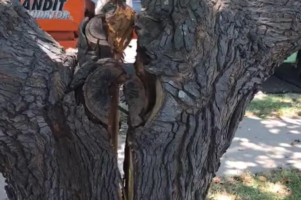 Tree Removal Experts in Frisco