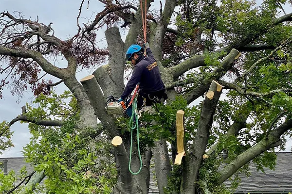 Expert Tree Trimming & Maintenance Coppell Texas