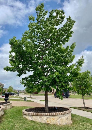 Tree Planting Services Dallas Texas